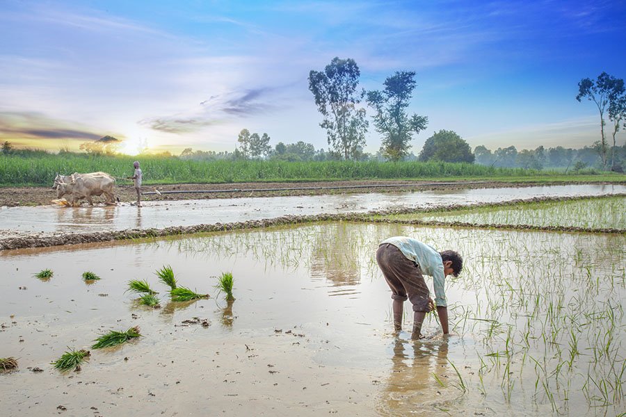 Agriculture