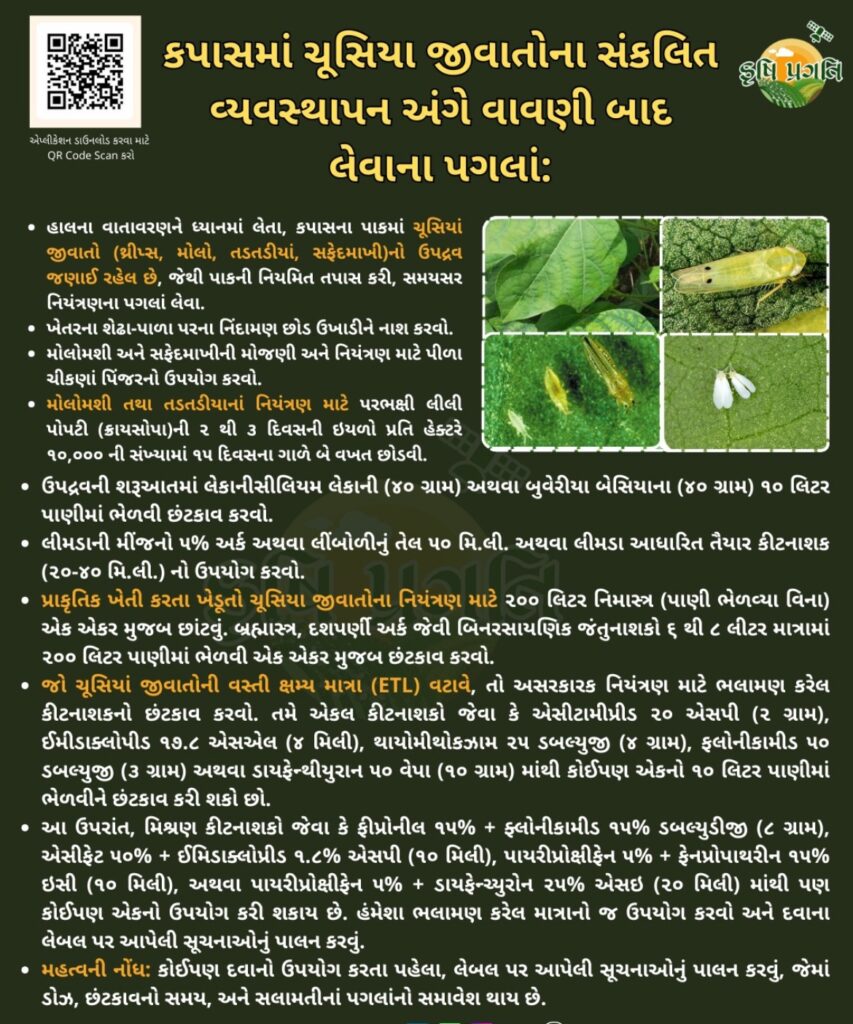 કપાસમાં ચૂસિયા જીવાતનું નિયંત્રણ અને વાવણી બાદ લેવાના પગલાં