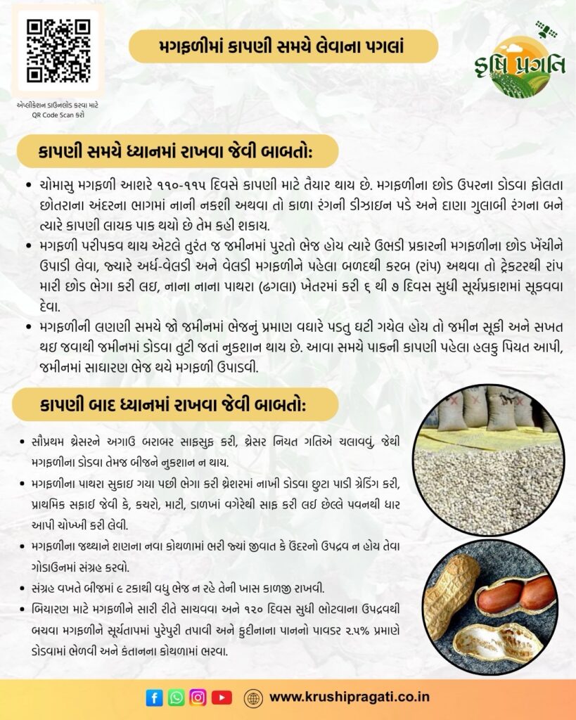 મગફળીમાં કાપણી સમયે લેવાના પગલાં