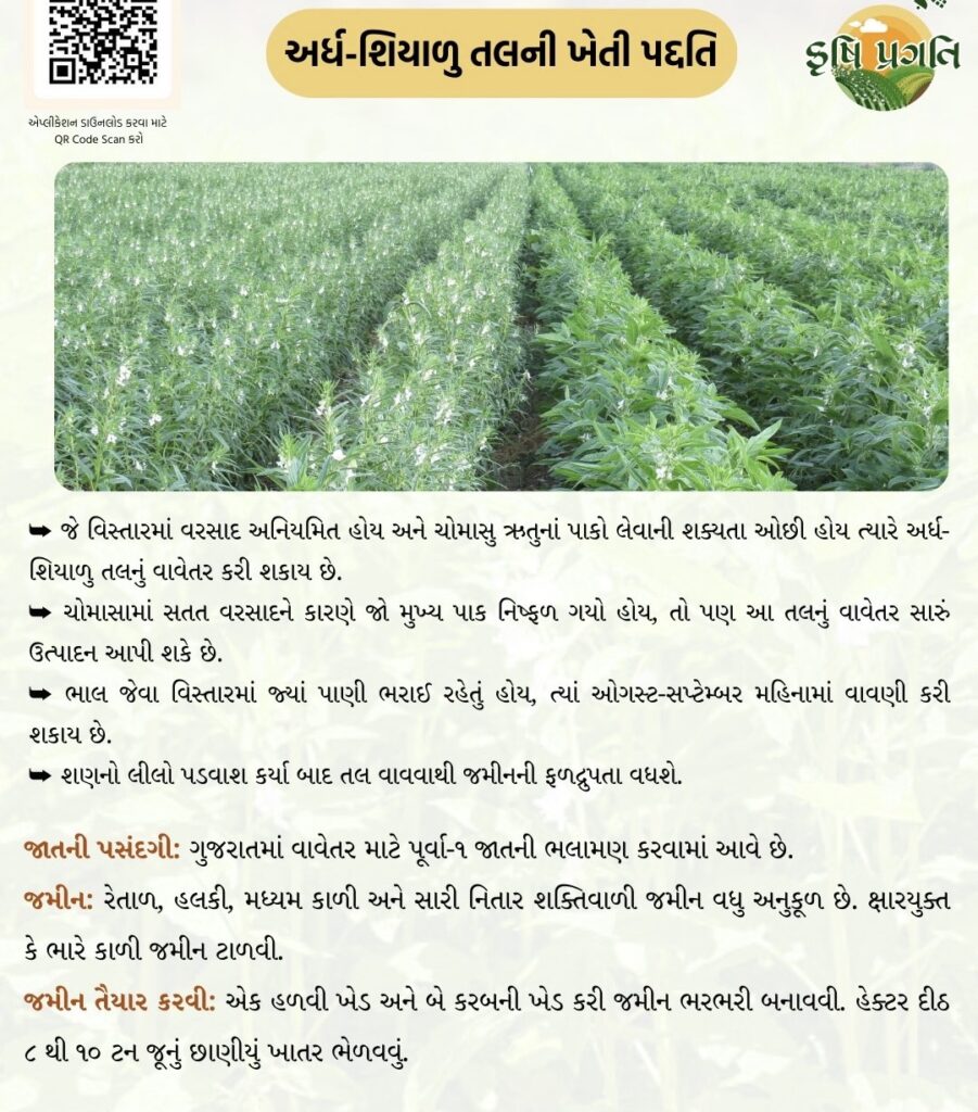 અર્ધ-શિયાળુ તલની ખેતી પદ્ધતિ