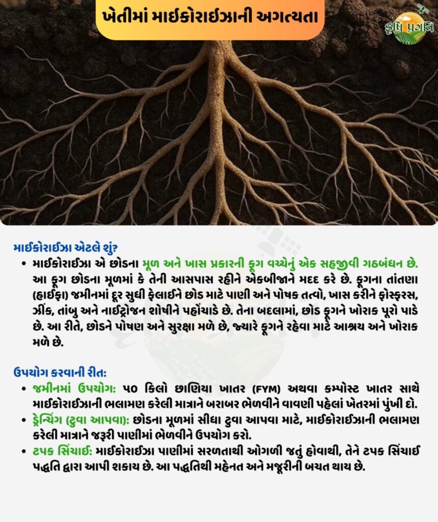 ખેતીમાં માઇકોરાઇઝાની અગત્યતા
