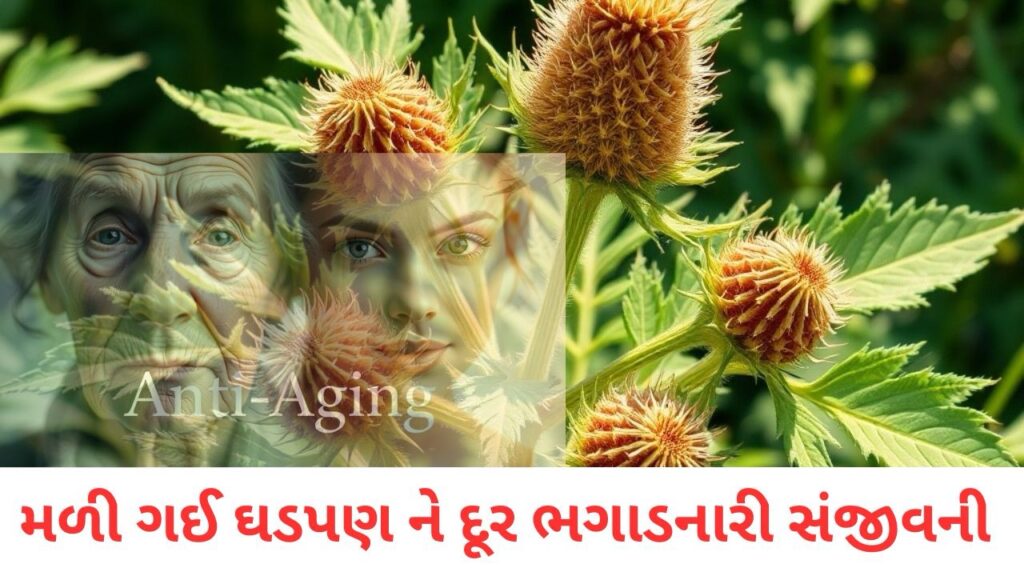 ઘડપણ ને દૂર ભગાડનારી સંજીવની-કોકલેબર ​