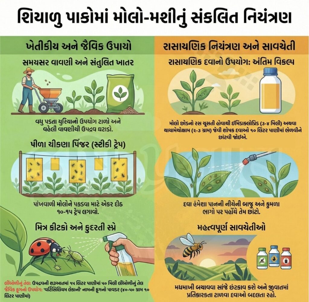 Aphid Control in Rabi Crops