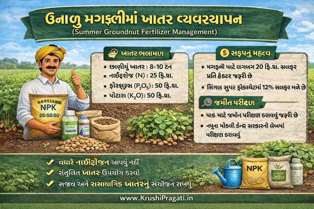 Summer Groundnut Fertilizer Management