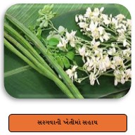 i-khedut Drumstick Farming Subsidy 2026 Gujarat